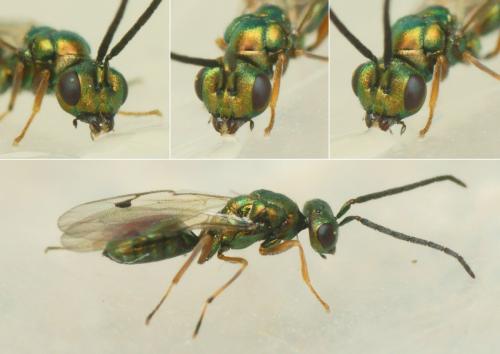 Réf. 220 628 : Miscogaster sp.
